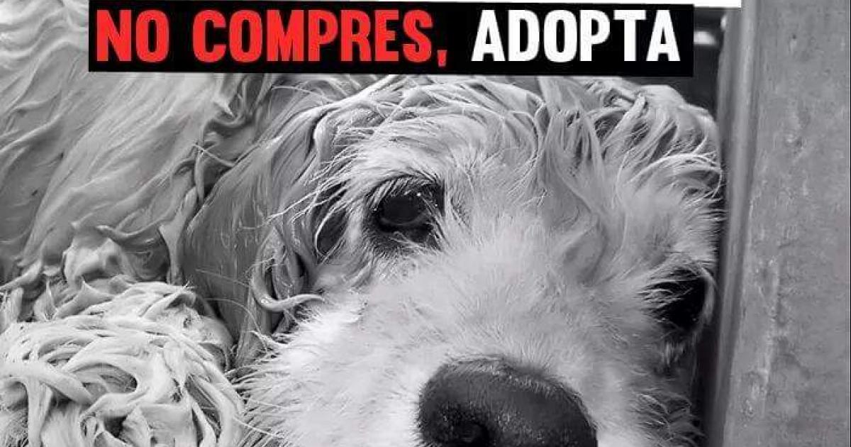 Tiendas vacías de cachorros, mientras haya una jaula llena de abandono