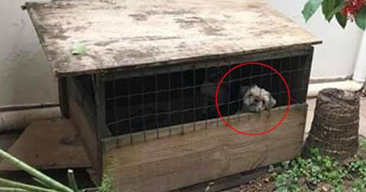 Salvar a este Shih tzu