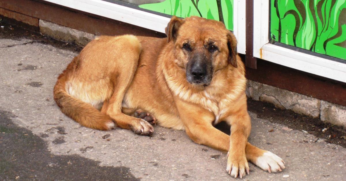 Que hagan un refugio para los animalitos que están abandonados y les brinden cariño. Así se impide su maltrato