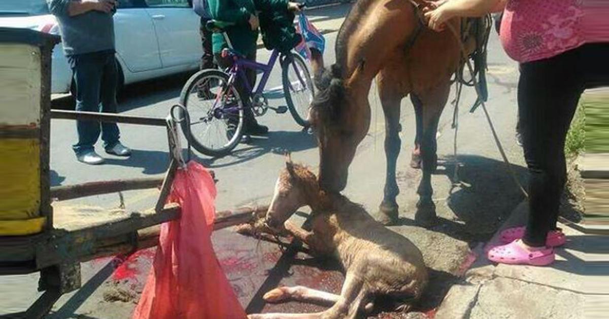 Sacar las carretelas tiradas por caballos