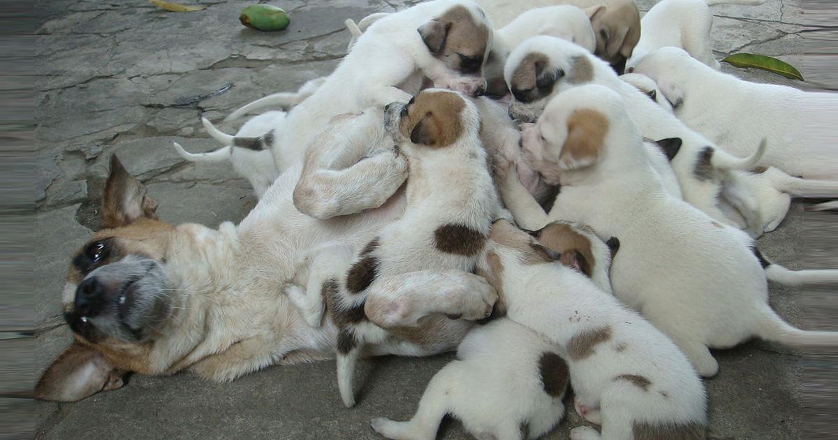 Esterilización masiva, gratuita y obligatoria de fauna urbana