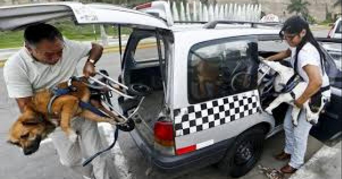 Que se hagan albergues y que haya policía que ayude a los perritos de las calles