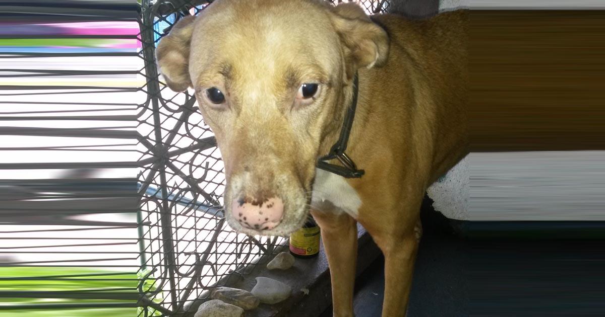 Castiguen el tener perros encadenados 