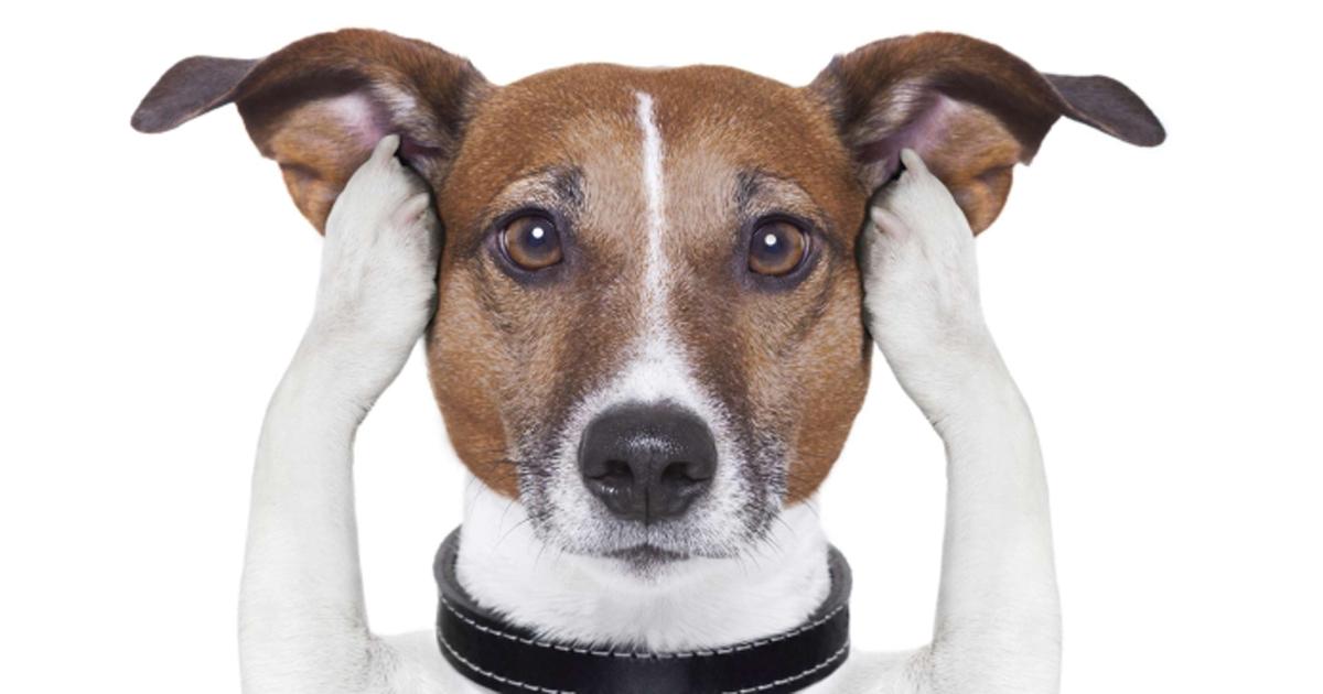 Prohíban y multen la pirotecnia