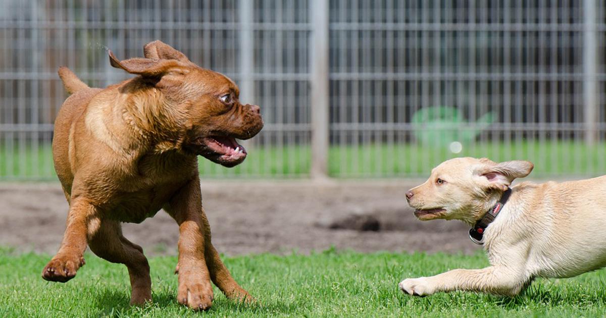 Que ayuden animales de la calle, que haya centros gratuitos