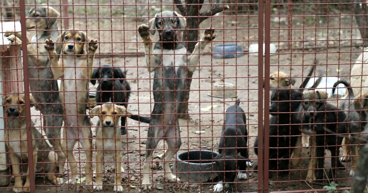 Prohibición de antirrábicos