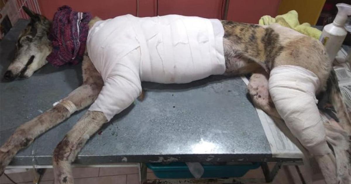 More severe punishment and fines against animal abuse and activate a number to report