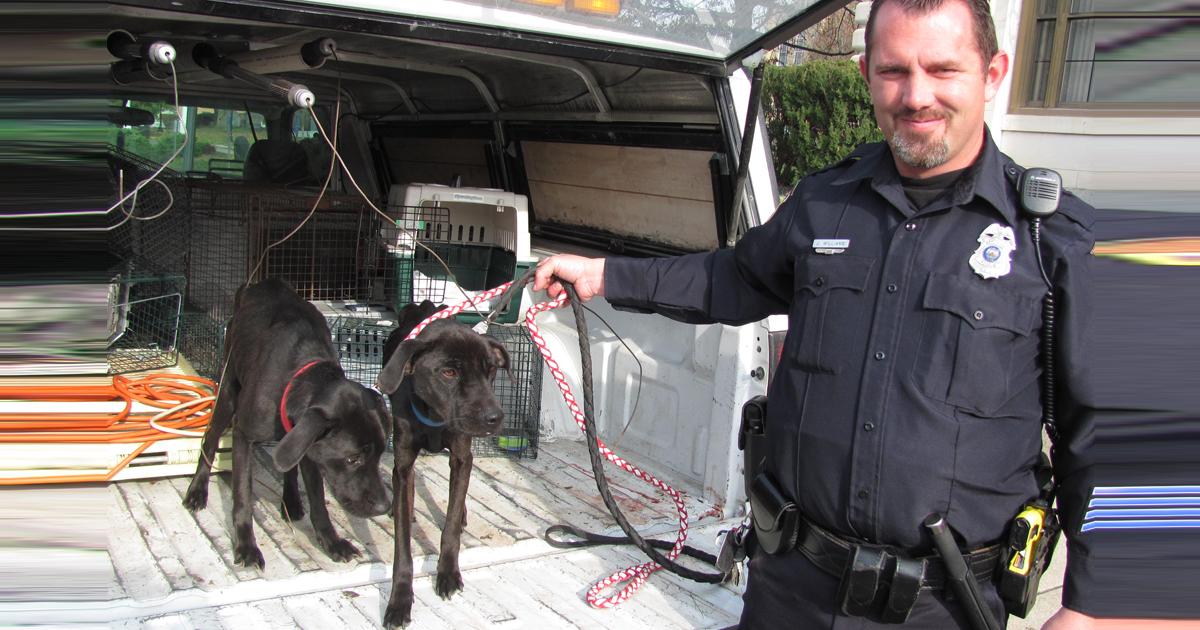 Castración de mascotas con tenencia responsable
