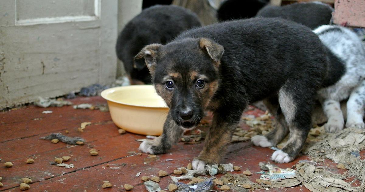 Refugio y ayuda a animales en las calles