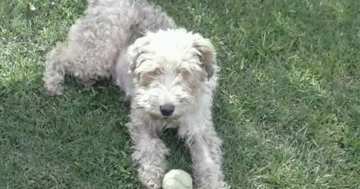 Defendamos a nuestras mascotas, alquileres que nos permitan vivir con ellas