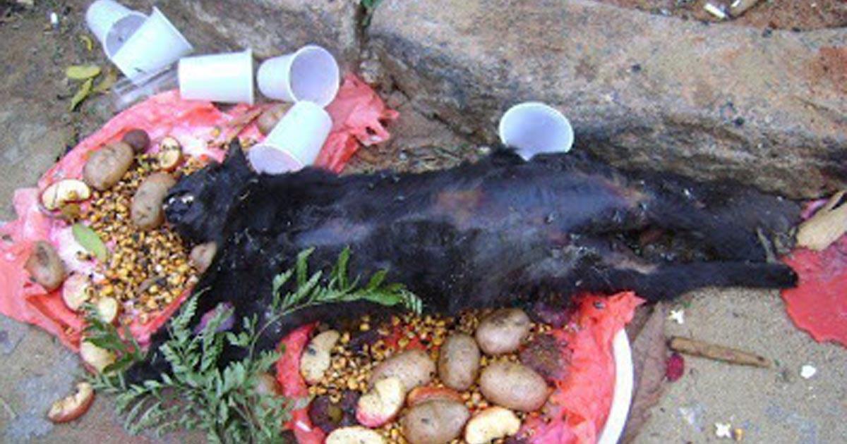 Prohibir el sacrificio de animales en rituales