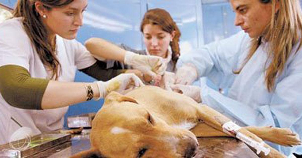 Que no se recorten las jornadas de Esterilización de la Comisión de Zoonosis