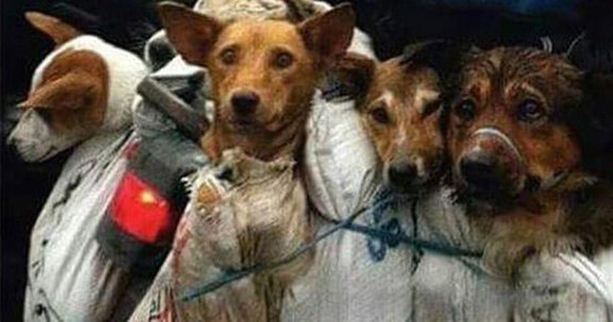 Salvemos a los perros de China y de Corea del Sur donde se los comen y su piel es usada para bolsos, zapatos y guantes