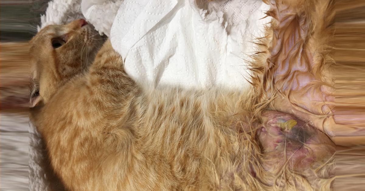 Salvar los gatos de urbanización les Palmeres del club de golf Aigüesverds de Reus