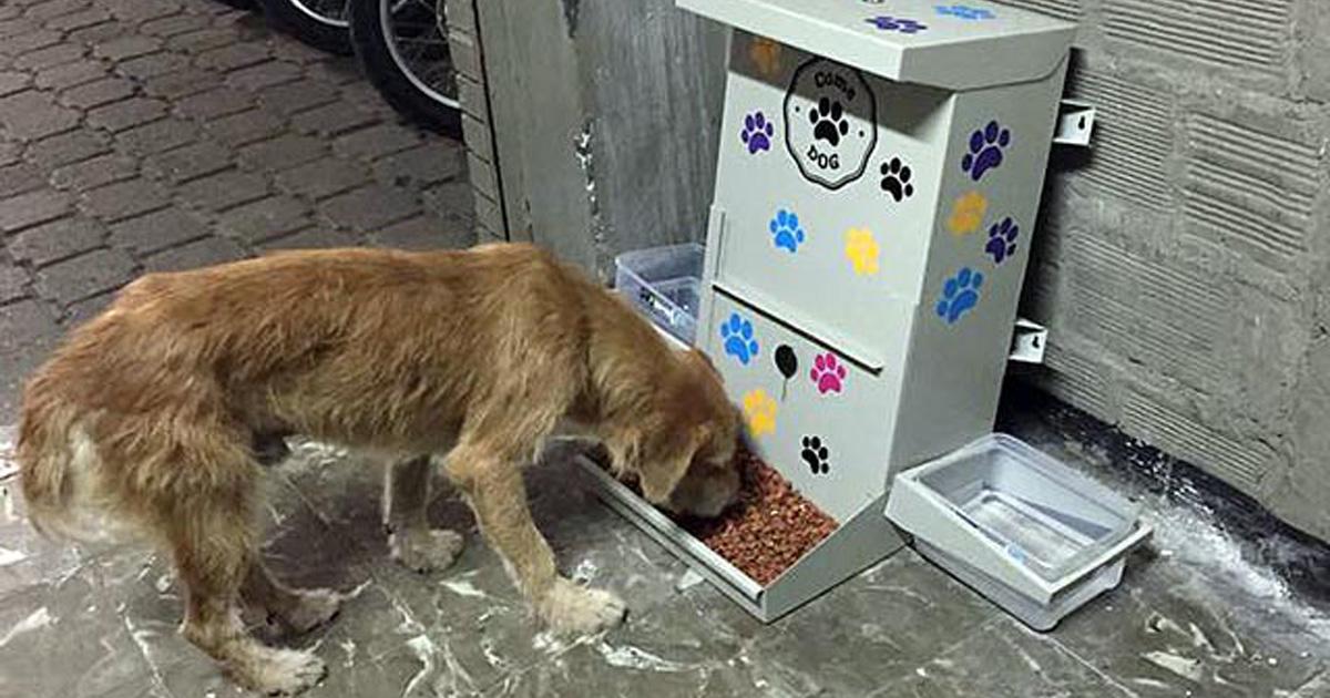 Instalar comederos para animales callejeros