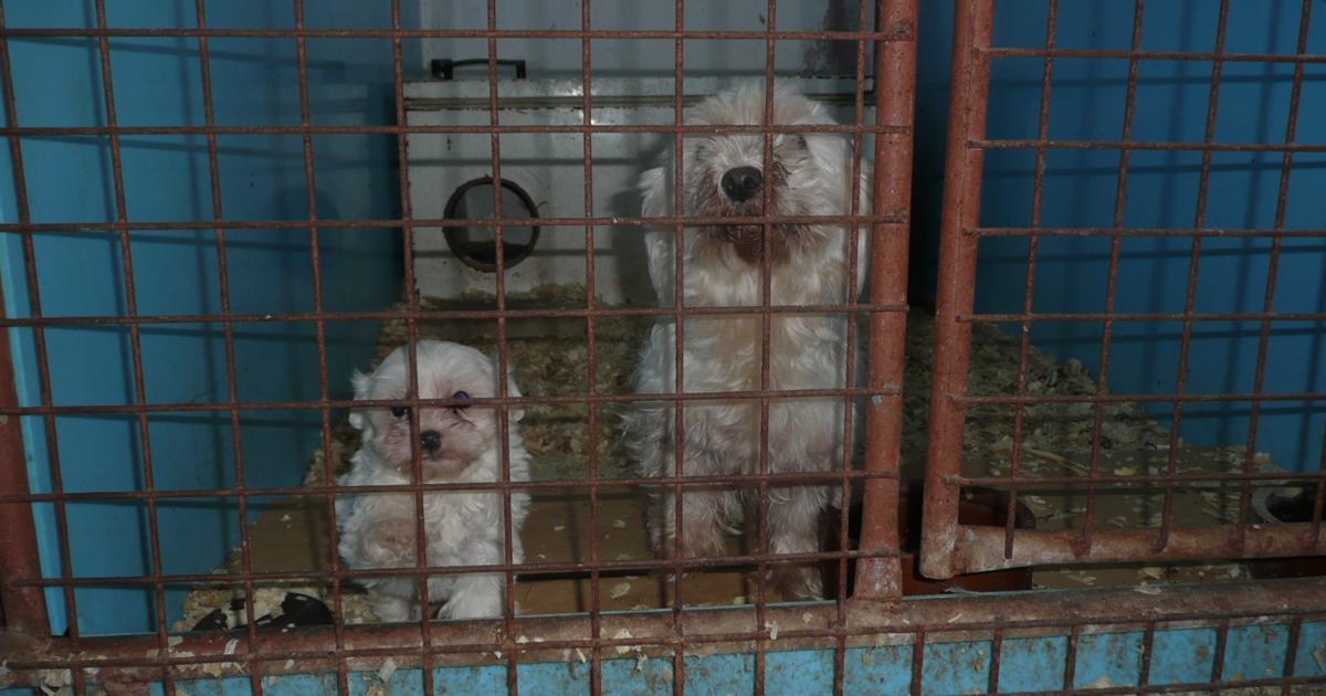 No compres mascotas, adóptalas