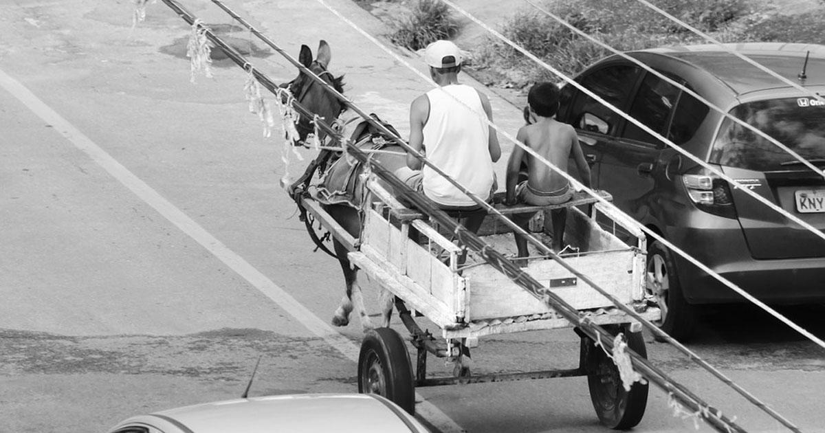 Salvar a los caballos que usan para el transporte de materiales