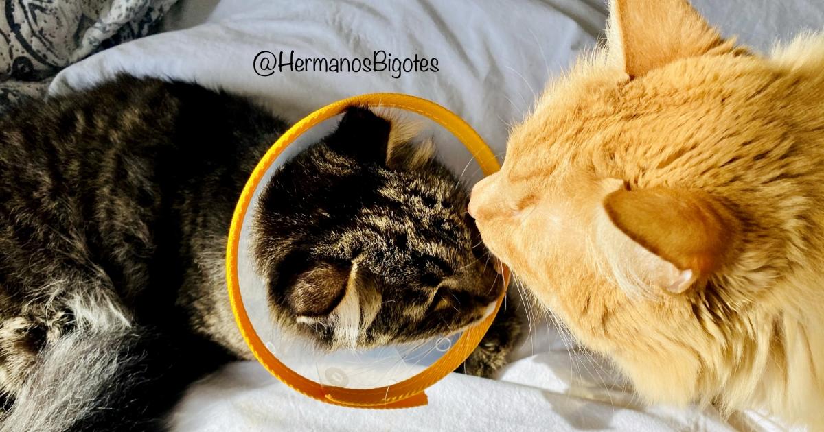 Sanità veterinaria senza IVA