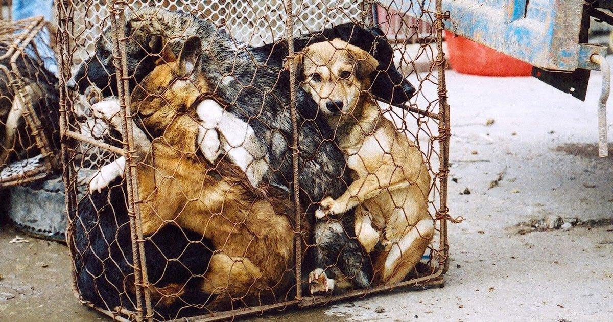Que se Prohiba la Venta de Perros y Gatos como Comida
