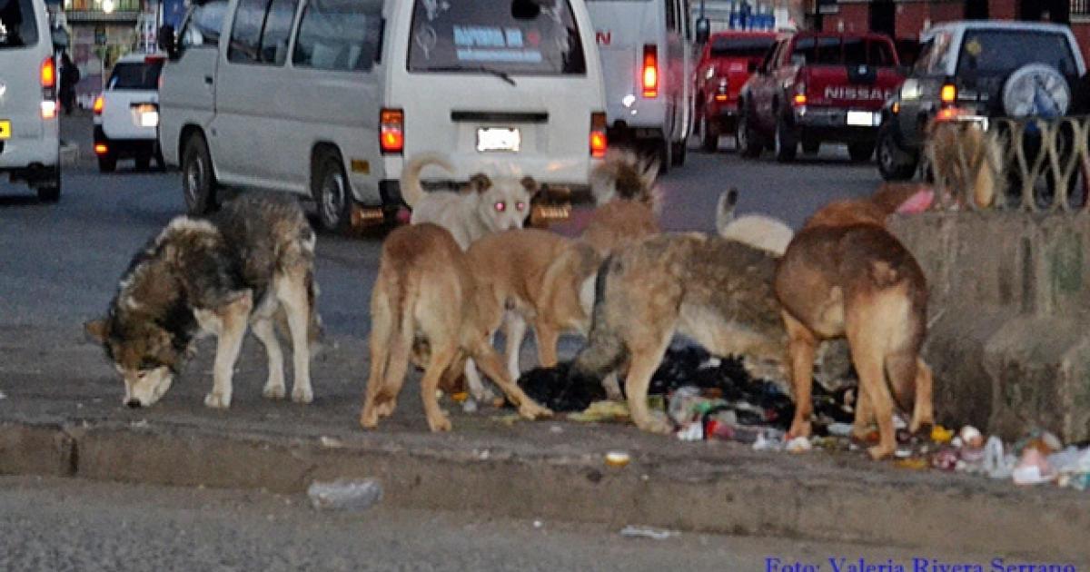 Albergue para los perros callejeros
