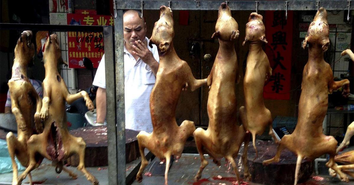 Justice! Stop killing dogs, cats and other species