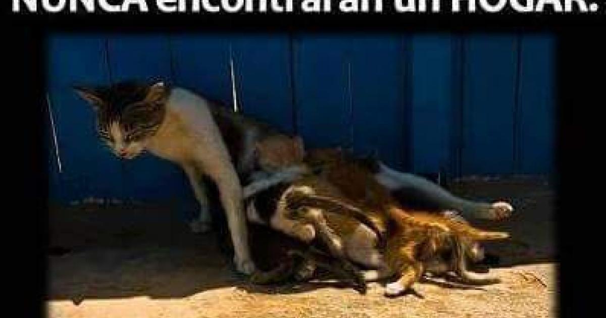 Por una Ley que fomente, en los Municipios y pueblos alejados de la ciudad, campañas de esterilización