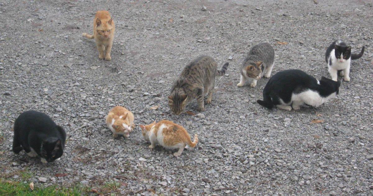 Que esterilicen a los gatos en todos los Municipios