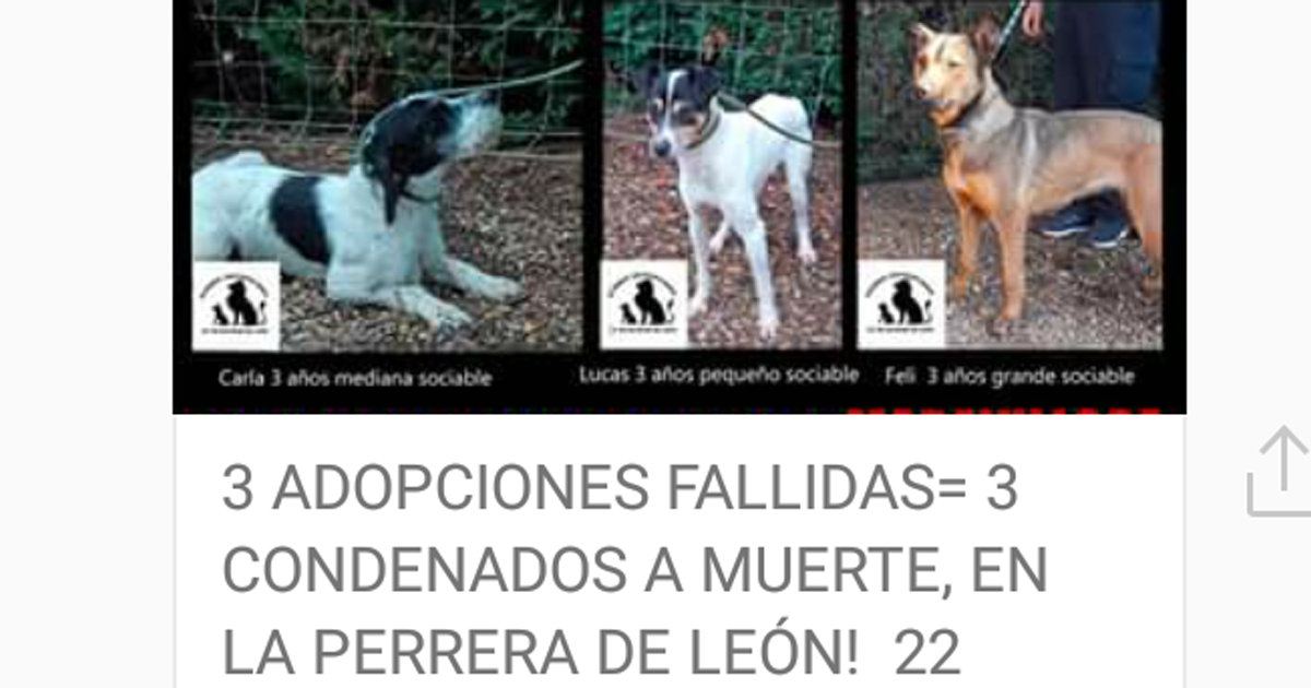 Que cambie la legislación vigente en la que se permite el sacrificio de animales en las perreras y otros sitios