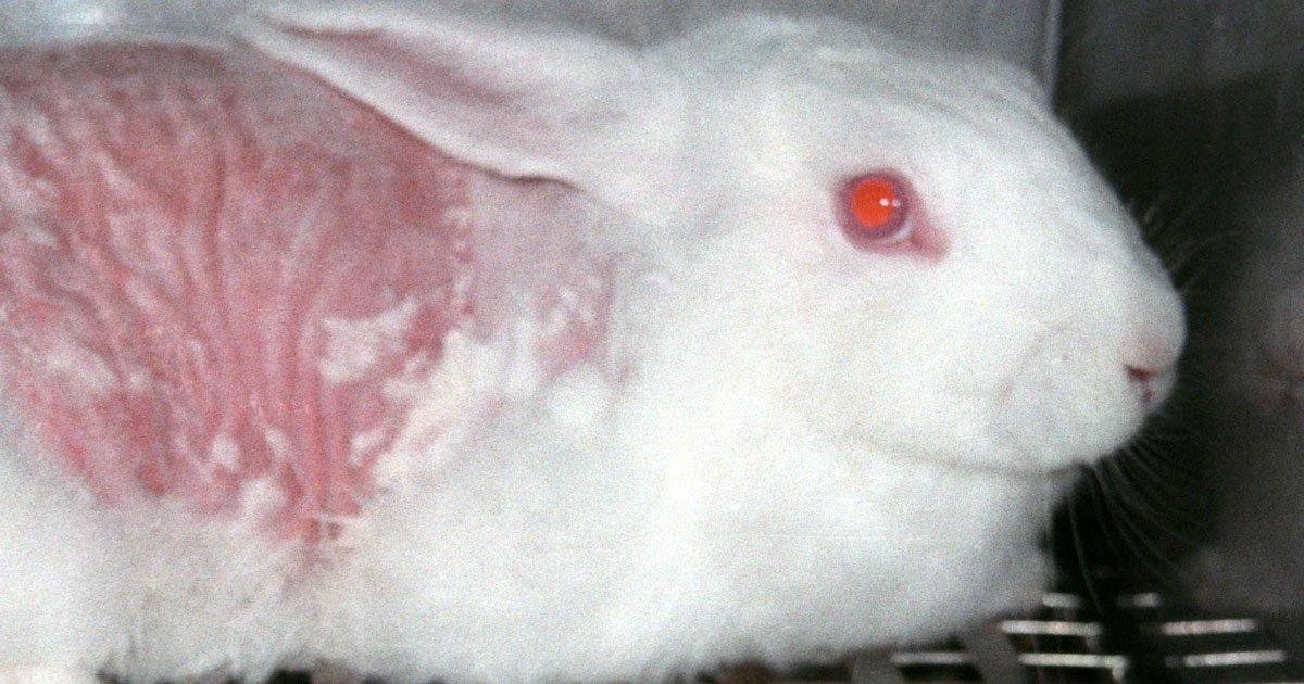 Fin al uso de animales para pruebas de cosméticos